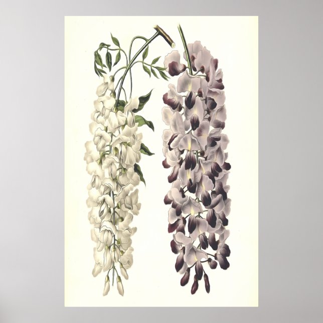 Affiche Wisteria Sinensis Art Botanique Isolé Sur Blanc (Devant)