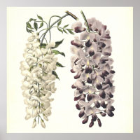 Wisteria Sinensis Art Botanique Isolé Sur Blanc