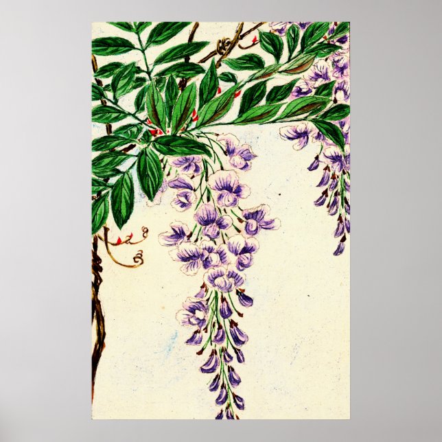 Affiche Wisteria Vine Blooms 1870 (Devant)