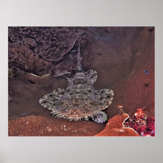Affiche Wobbegong (Devant)