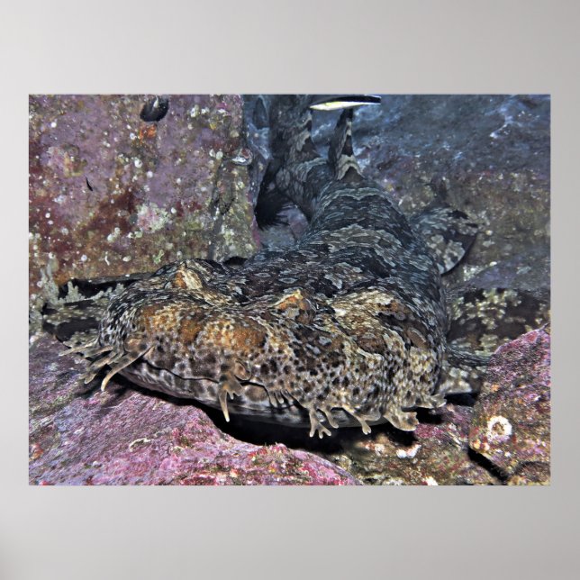 Affiche Wobbegong (Devant)