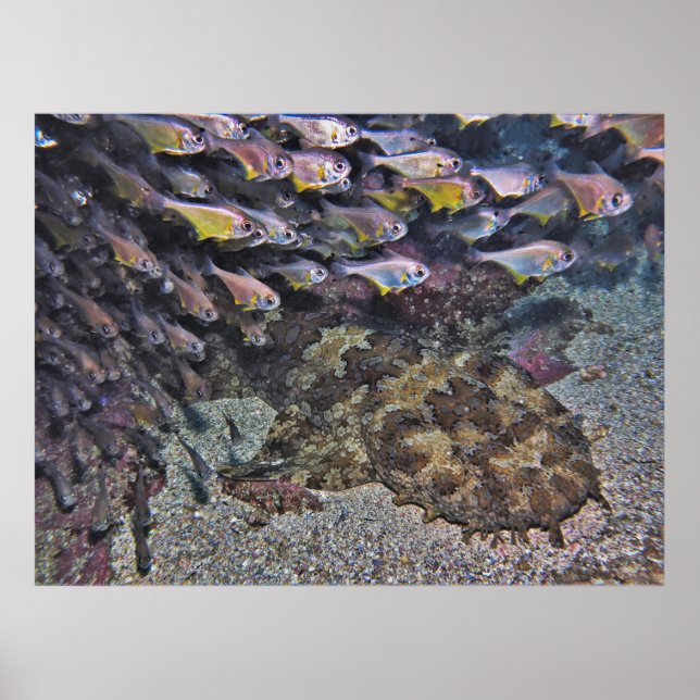 Affiche Wobbegong et Sweeters (Devant)