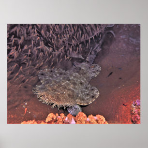 Affiche Wobbegong in Raja Ampat