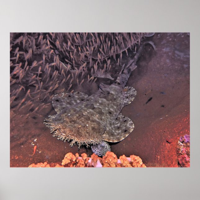 Affiche Wobbegong in Raja Ampat (Devant)