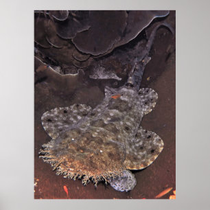 Affiche Wobbegong Portrait