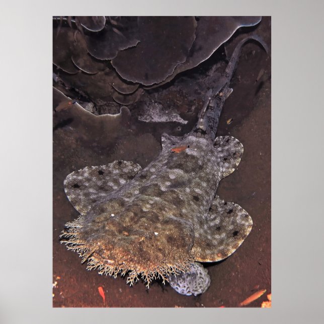 Affiche Wobbegong Portrait (Devant)