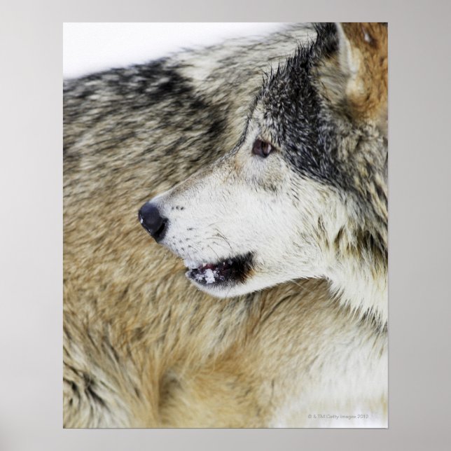 Affiche Wolf (Devant)
