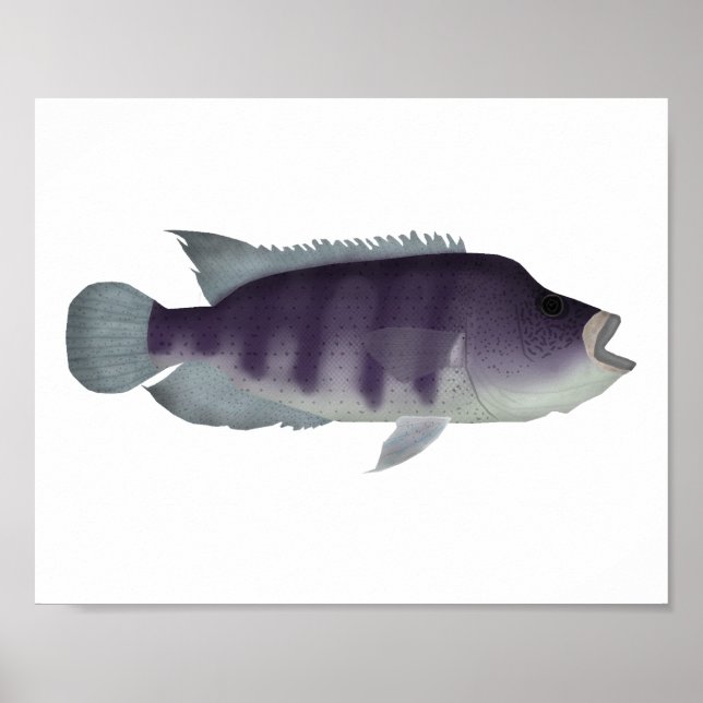 Affiche Wolf Cichlid (Devant)