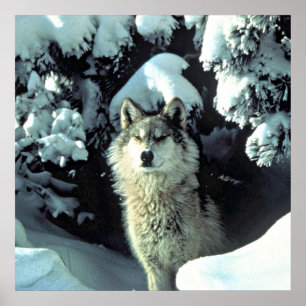 Affiche Wolf Dans La Neige