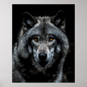 Affiche Wolf Orange Yeux Nature animale sauvage