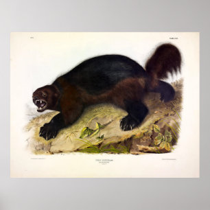 Affiche Wolverine or Wolverene (Gulo gulo) by Audubon