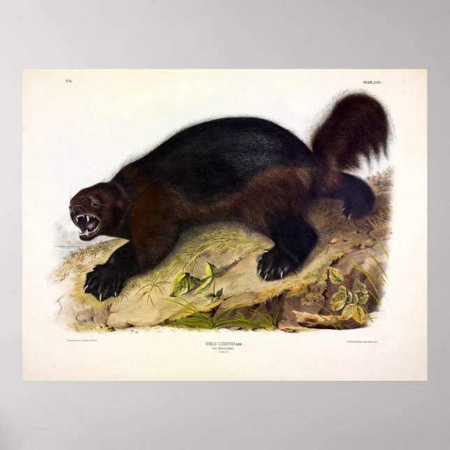Affiche Wolverine or Wolverene (Gulo gulo) by Audubon (Devant)