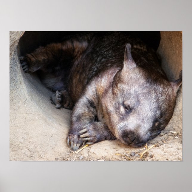 Affiche Wombat (Devant)