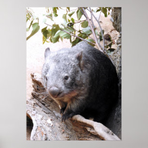 Affiche Wombat