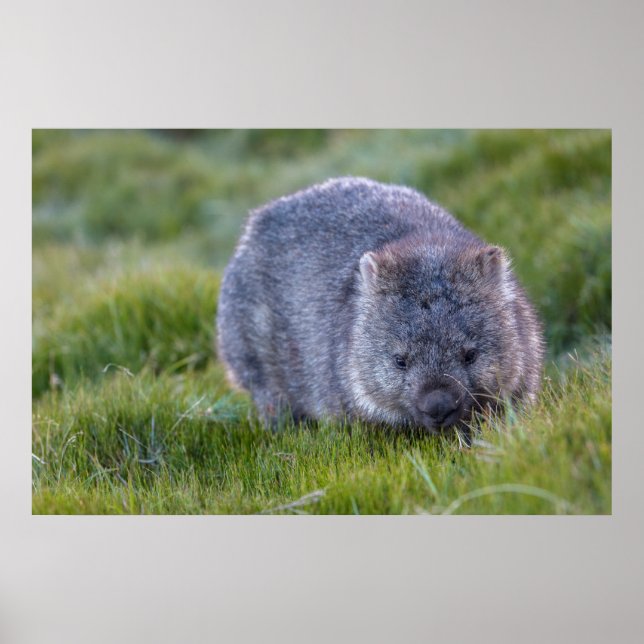Affiche Wombat Australie (Devant)