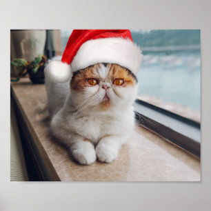 Affiche Wonderful persian cat with Santa Claus