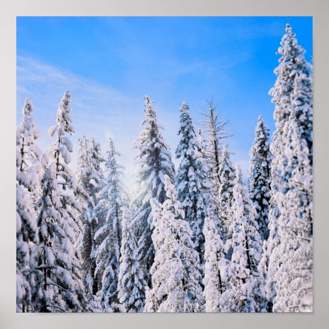 Affiche Wonderland Pine Trees en Neige (Devant)