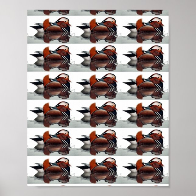 Affiche Wood Duck (Devant)