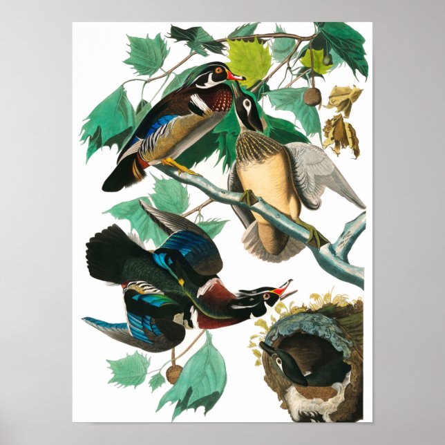 Affiche Wood Duck par John James Audubon (Devant)