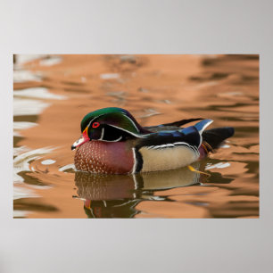 Affiche Wood Duck Swimming