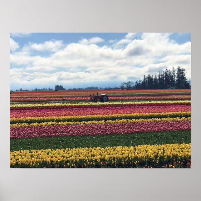 Affiche Wooden Shoe Tulip Farm, Woodburn, Oregon (Devant)