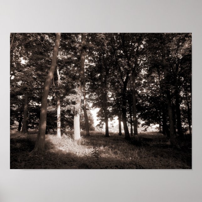 Affiche Woods Bute Park, Cardiff II (Devant)