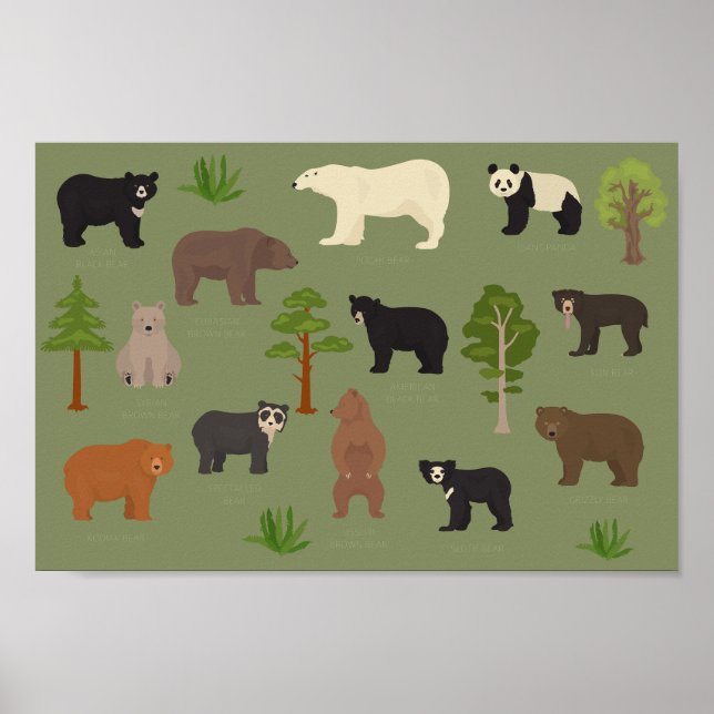 Affiche World Bears (Devant)