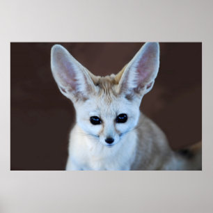 Affiche Worlds Cutest Fennec Fox
