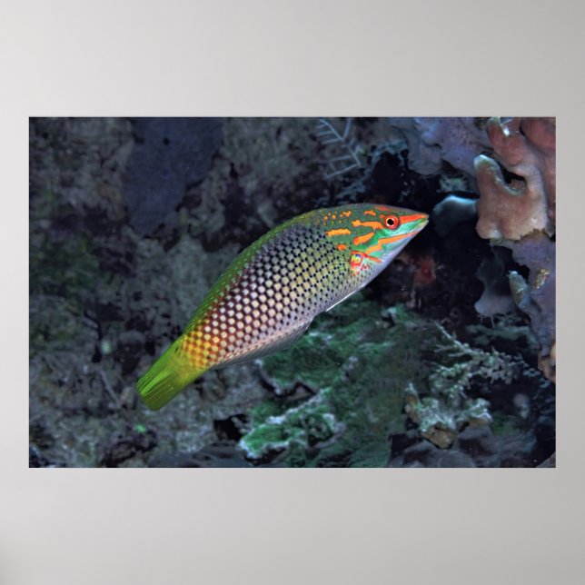 Affiche Wrasse de récif (Devant)