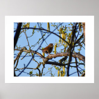 Affiche Wren 