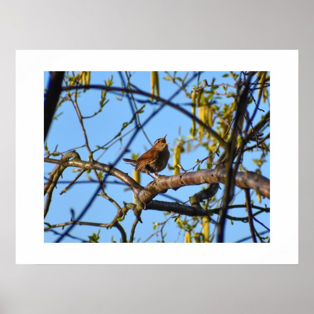 Affiche Wren  (Devant)