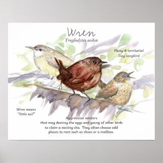 Affiche Wren Songbird Study Nature Wildlife Art