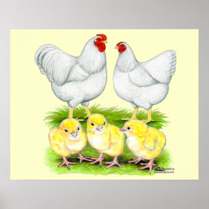 Affiche Wyandotte White Chicken Family