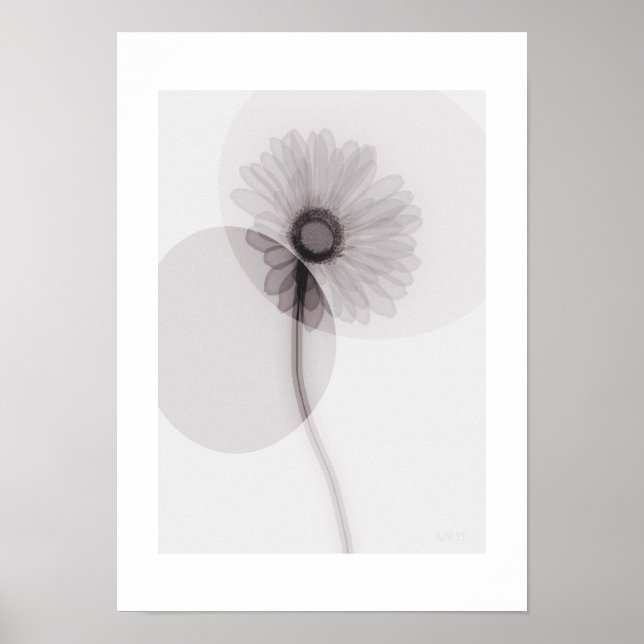 Affiche X-ray Botanical Art - Gerbera (Devant)