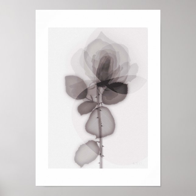 Affiche X-ray Botanical Art - Rose (Devant)