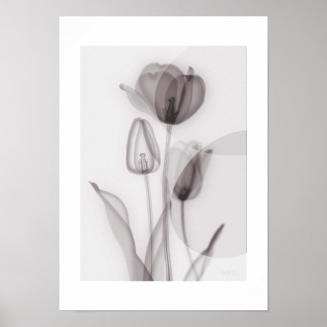 Affiche  X-ray Botanical Art - Tulip (Devant)
