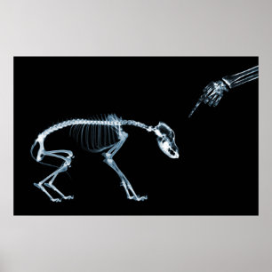 Affiche X-Ray Skeletons Blue Bad Chien