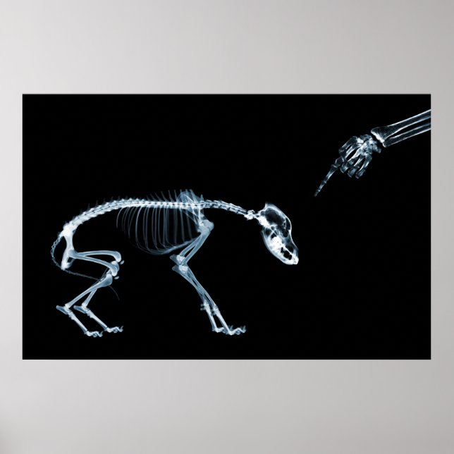 Affiche X-Ray Skeletons Blue Bad Chien (Devant)