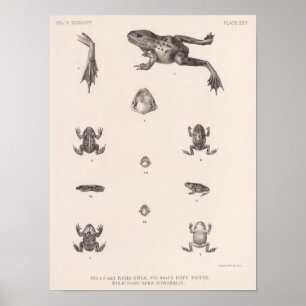 Affiche XXV Rana, Bufo, Spea