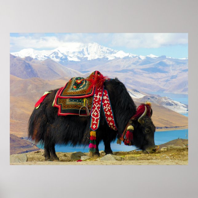 Affiche Yak Bos Grunniens près du lac Yamdrok Tibet (Devant)