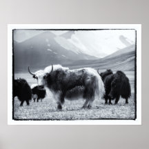 Yaks - L'Himalaya
