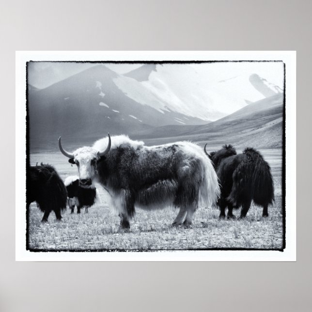 Affiche Yaks - L'Himalaya (Devant)