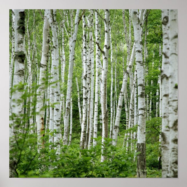 Affiche Yakumo-mura, Préfecture de Nagano, Honshu Central (Devant)