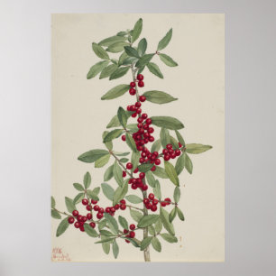 Affiche Yaupon (Ilex vomitoria)
