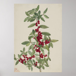 Affiche Yaupon (Ilex vomitoria)
