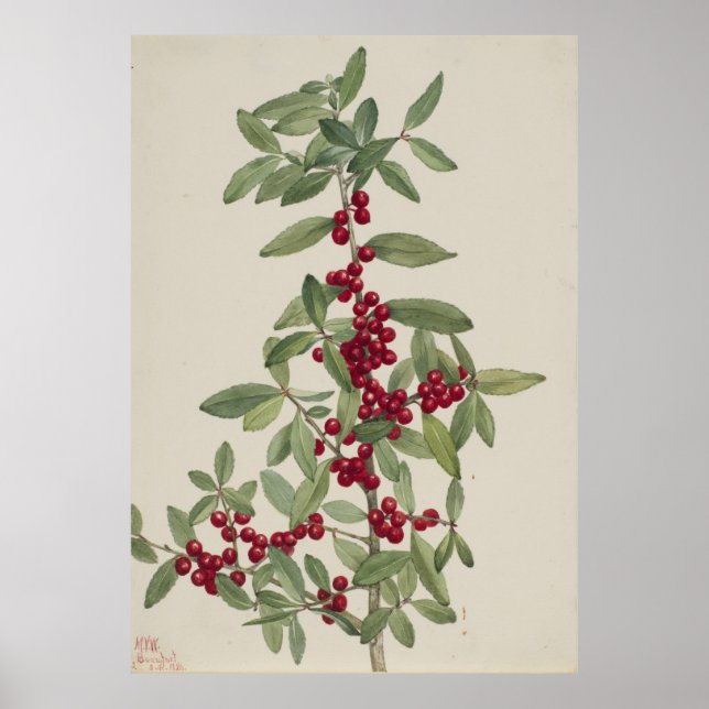 Affiche Yaupon (Ilex vomitoria) (Devant)
