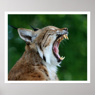 Affiche Yawning Bobcat