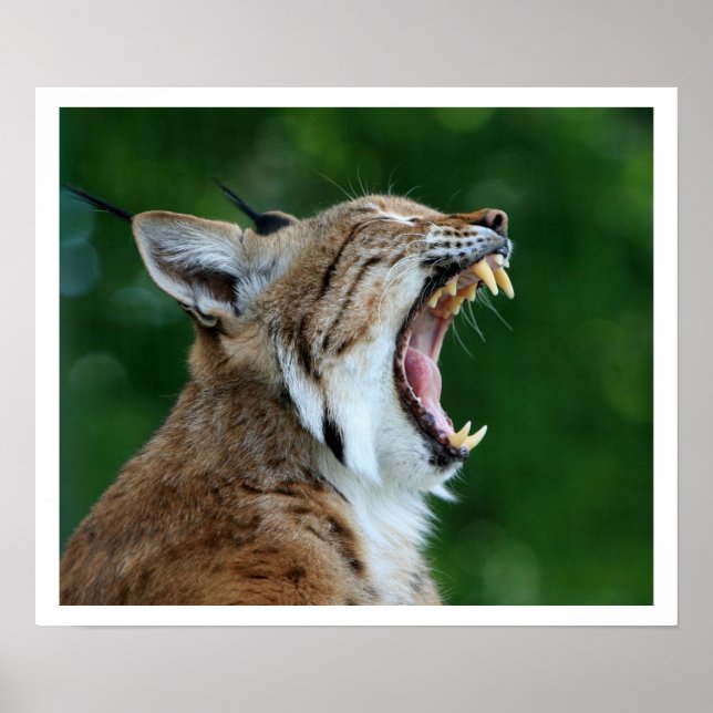 Affiche Yawning Bobcat (Devant)