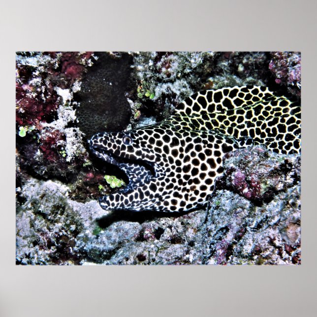Affiche Yawning Leopard Moray (Devant)