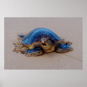 Affiche Yawning Tortue de mer